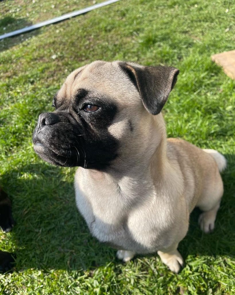 Close Up Jug Dog - Retro Pug Standing on Grass