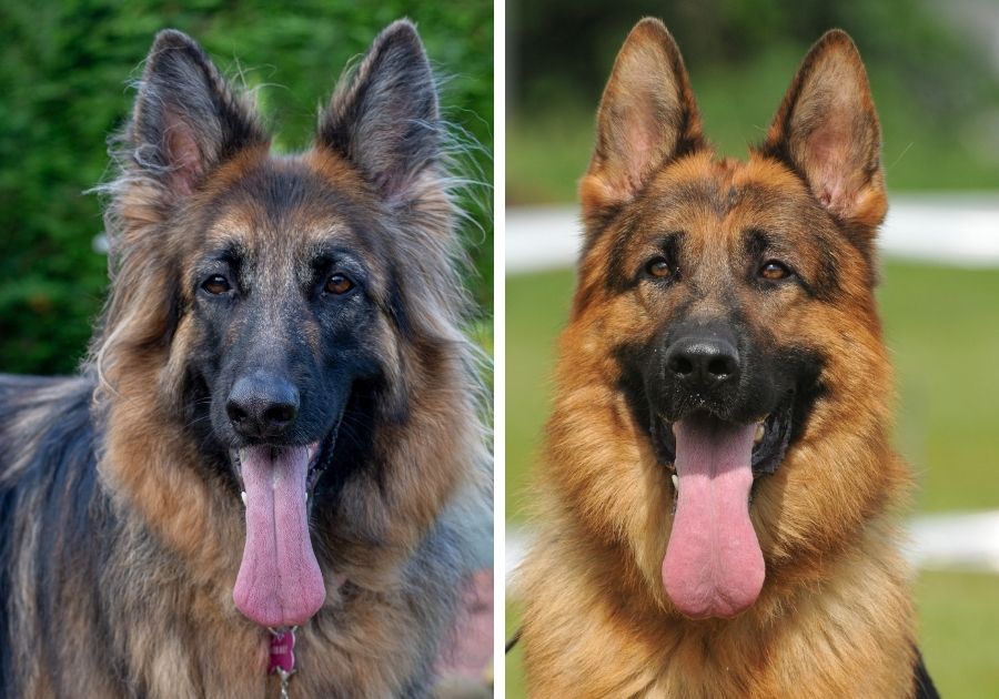 Close Up King Shepherd and German Shepherd Dogs Face Side By Side