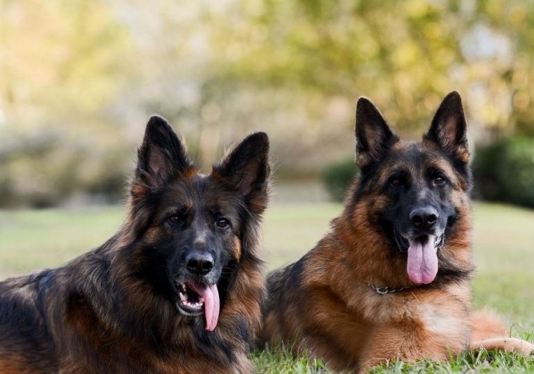 King Shepherd vs German Shepherd 14 Differences & Facts Puplore