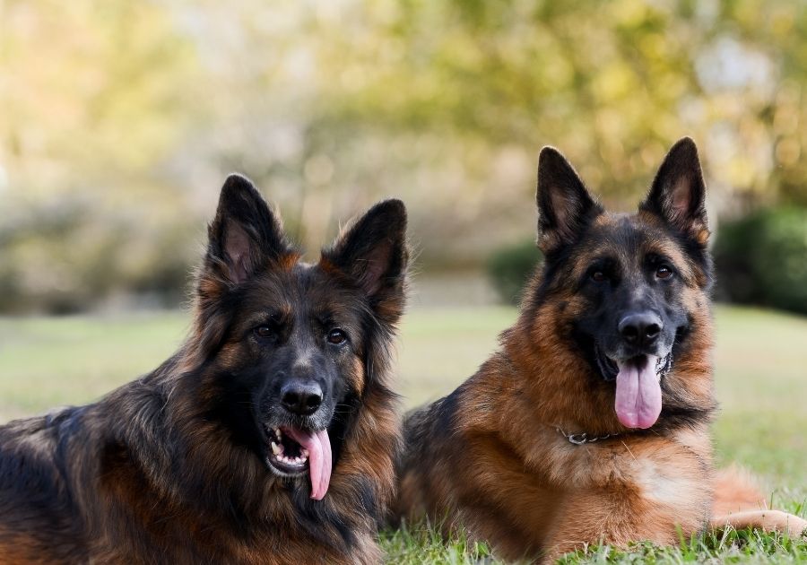 Close Up King Shepherd and German Shepherd Dogs Laying Side by Side on Grass