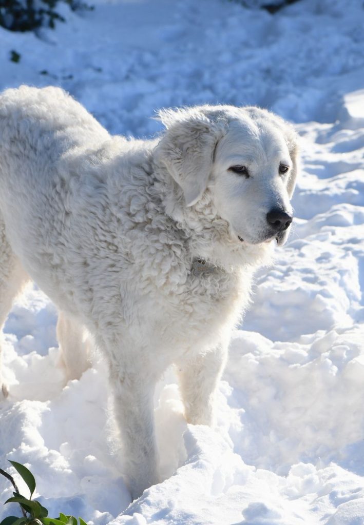 Close Up Kuvasz Dog Standing on Snow