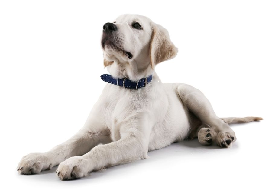 Close Up Lab Pup Resting on White Background