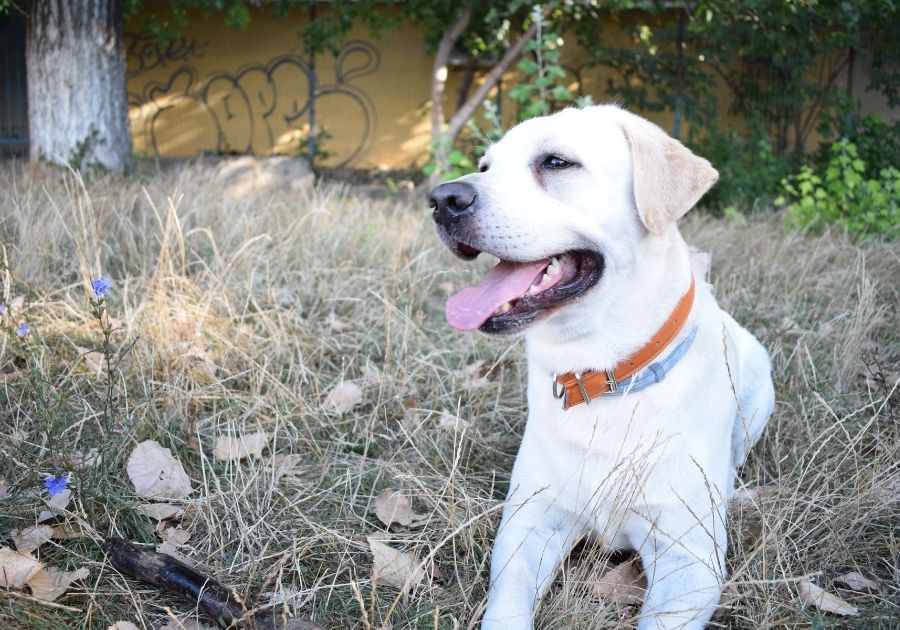 Close Up Lab Sitting on Grass