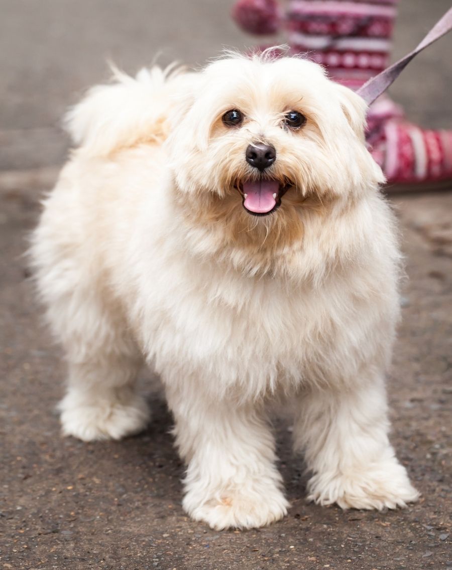 30 Small Fluffy Dog Breeds That Are Adorably Cute | Puplore