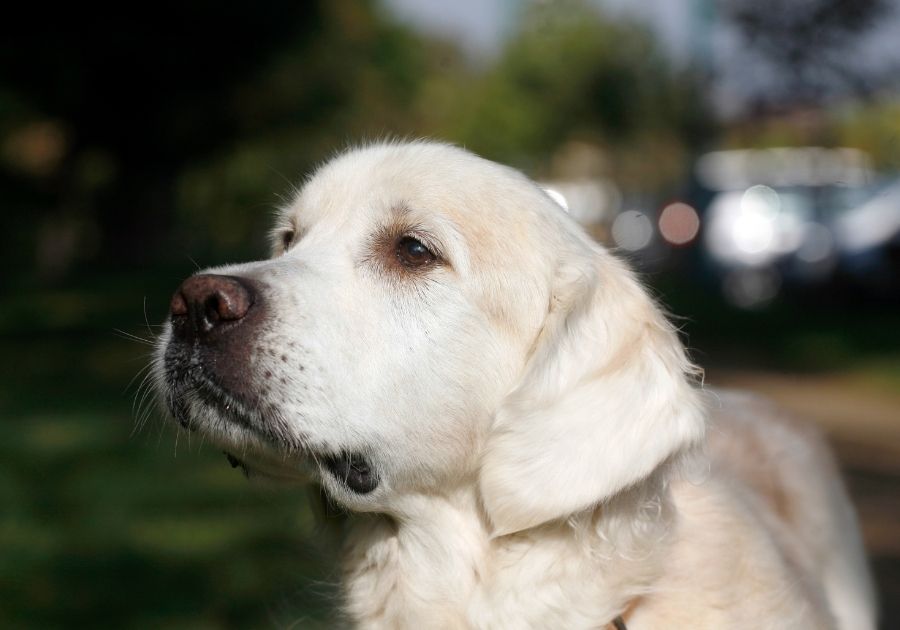 Close Up Light Shade of Yellow Lab Pup