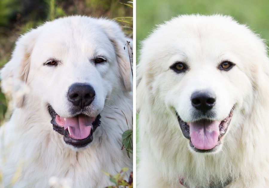 Close Up Maremma Sheepdog (left) and Great Pyrenees (right)