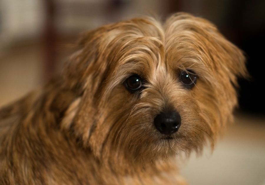 Close Up Norfolk Terrier Dog Face