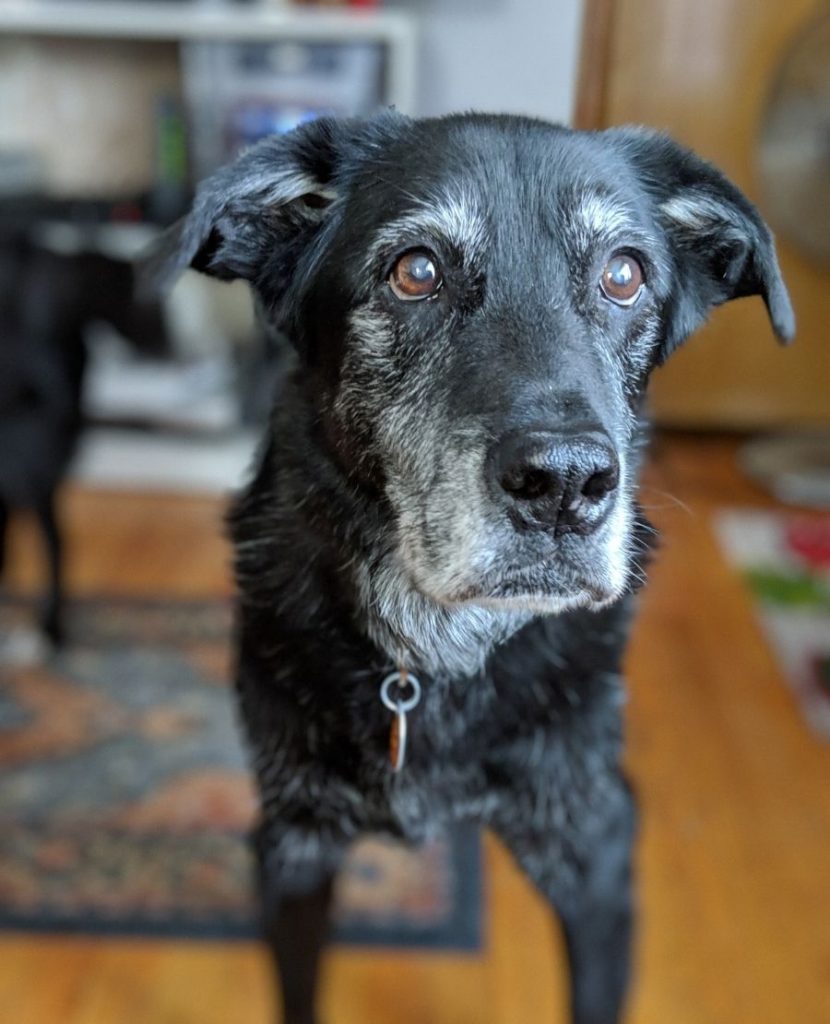 Close Up Old Dog Standing on Floor