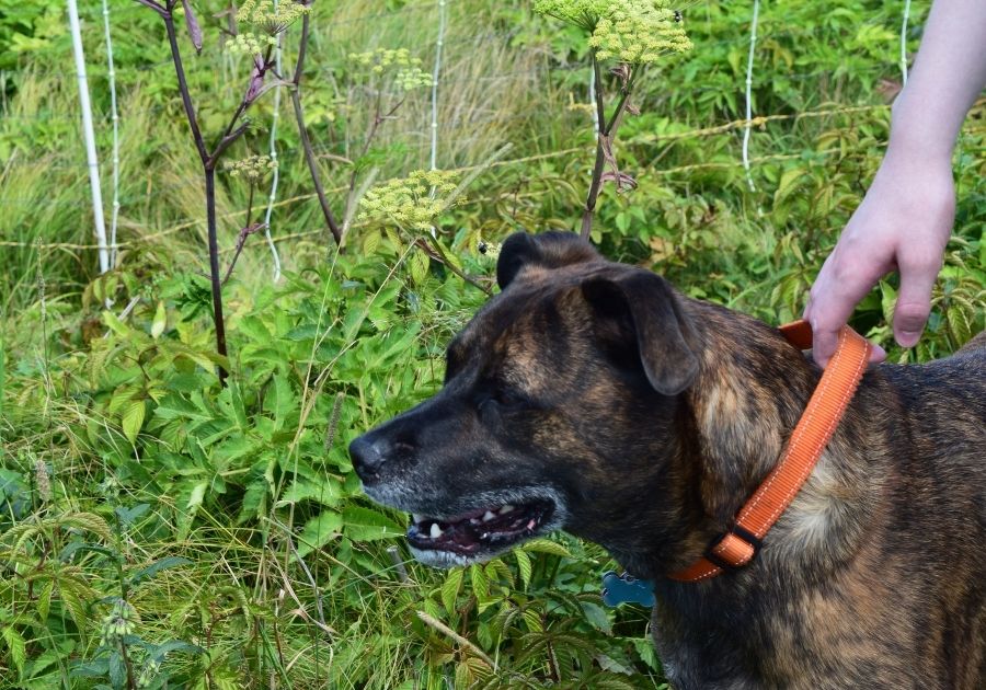 Close Up Person Pulling Barking Dog on Collar