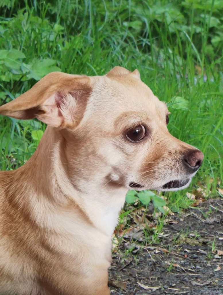 Close Up Photo of Italian Greyhound Chihuahua Mix Dog Outdoors