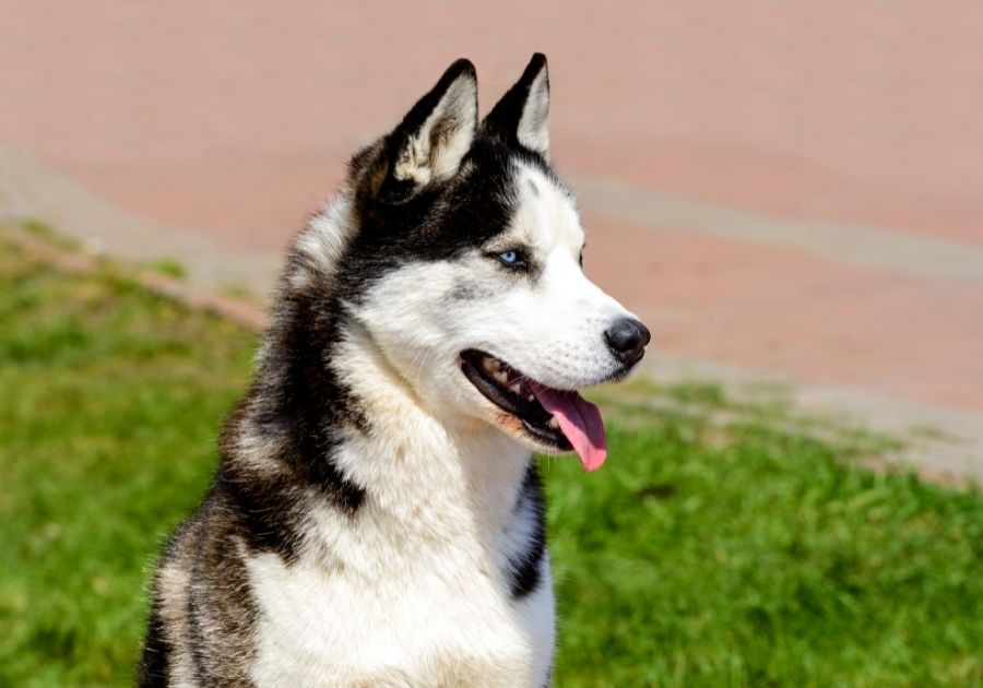 Close Up Portrait of Yakutian Laika Dog