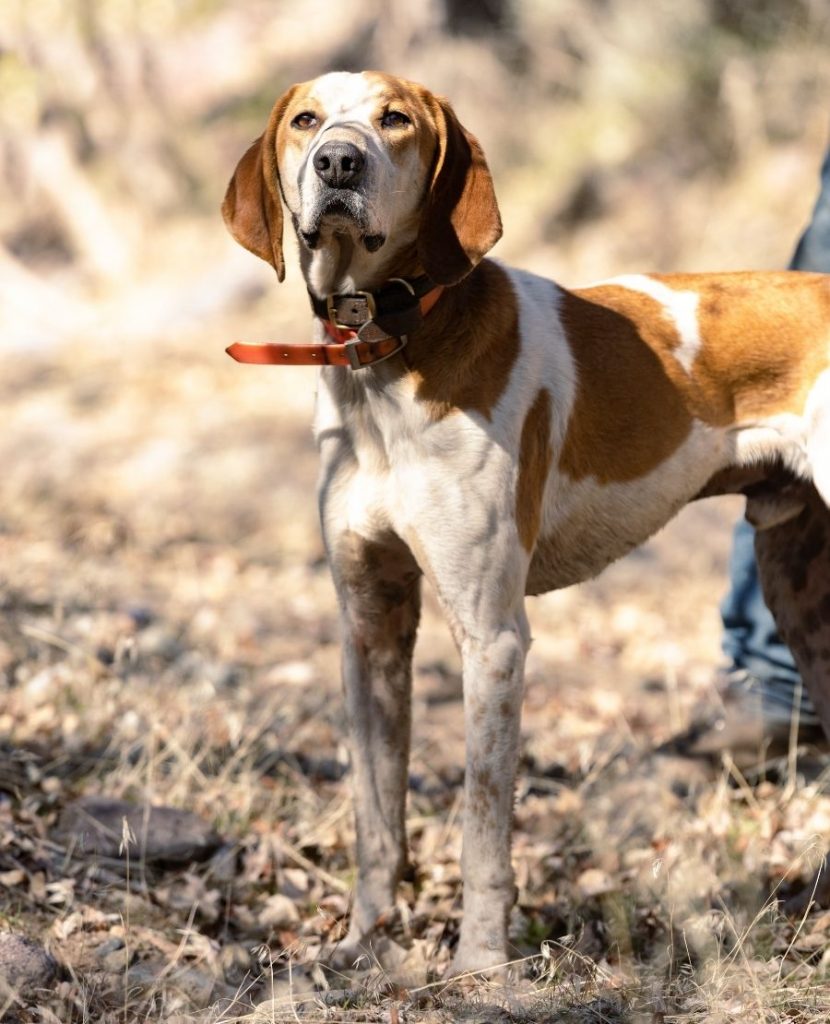 Close Up Red and White American English Coonhound Standing Outdoors