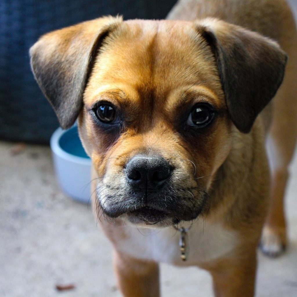 Close Up Retro Pug Puppy Standing