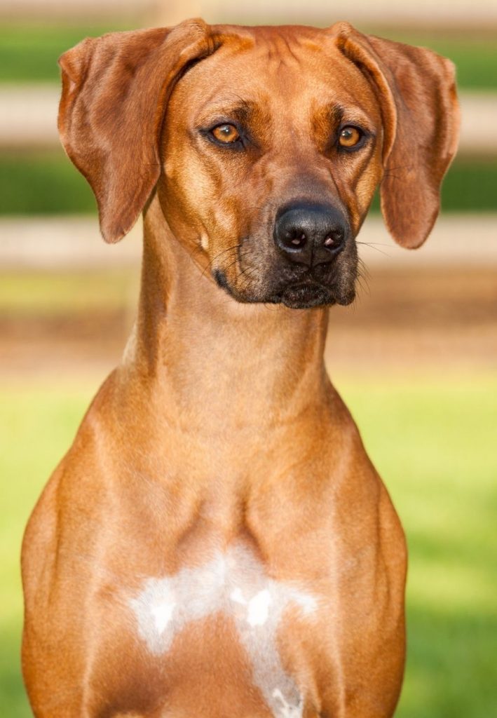 Close Up Rhodesian Ridgeback Dog on Guard