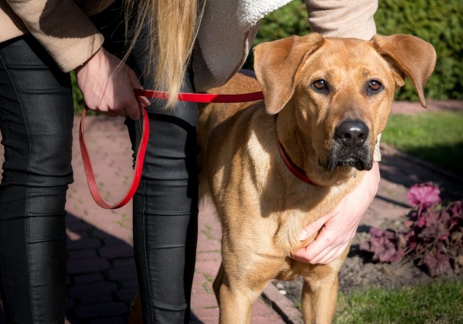 Close Up Rhodesian Ridgeback Dog on Leash with Owner Outdoors