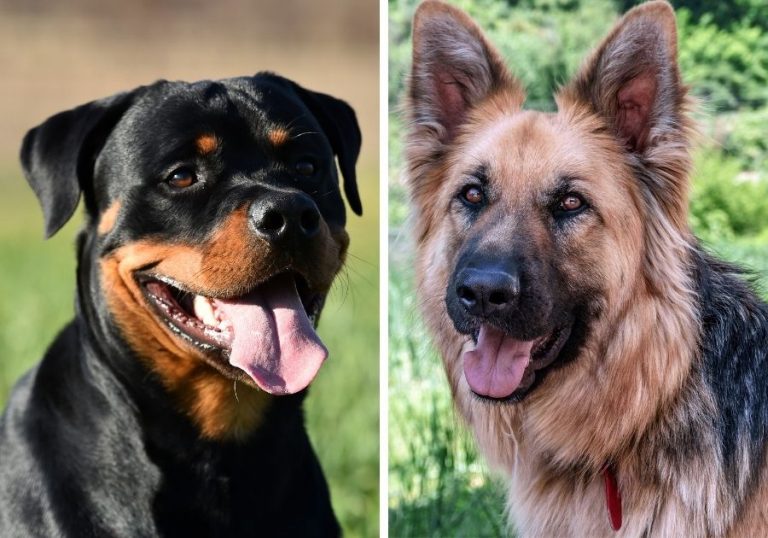 Rottweiler vs German Shepherd: 14 Differences & Facts | Puplore