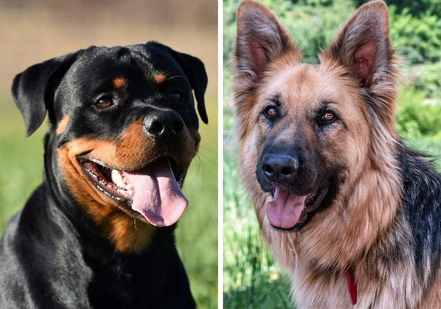 Close Up Rottweiler and German Shepherd Face Side by Side