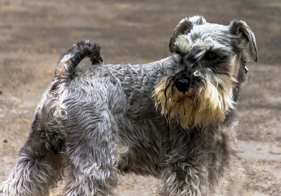 Close Up Schnauzer Dog with Furry and Curly Hair