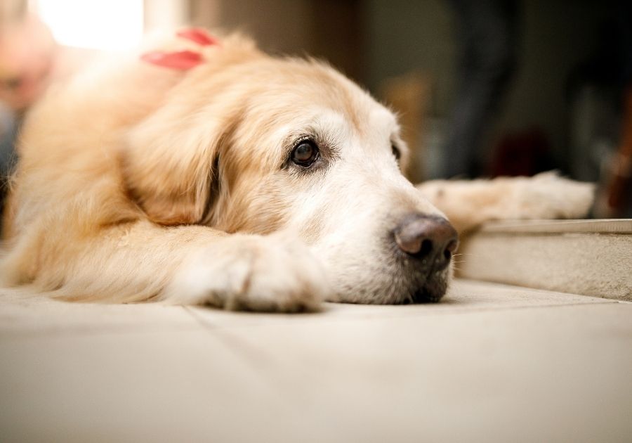 Close Up Senior Dog Laying on Floor