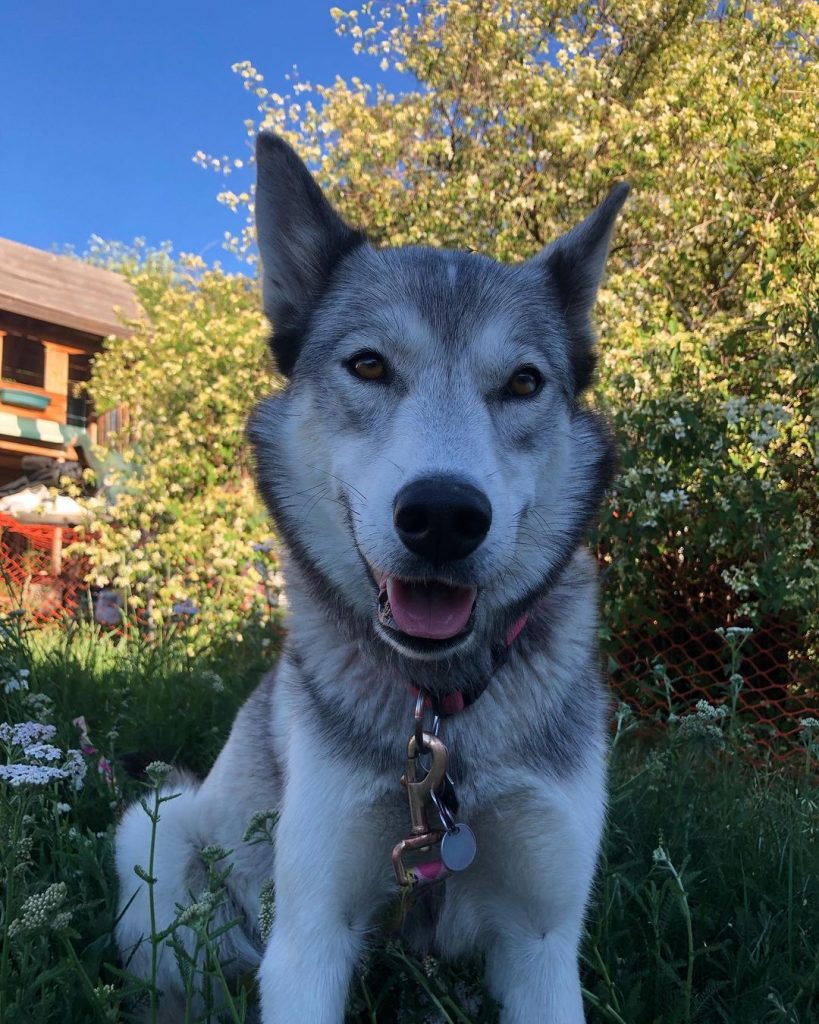 Close Up Siberian Husky Mixed With Grey Wolf Resting on Grass