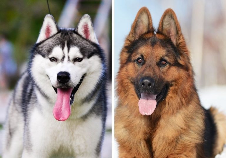 Siberian Husky vs German Shepherd: 12 Differences & Facts | Puplore