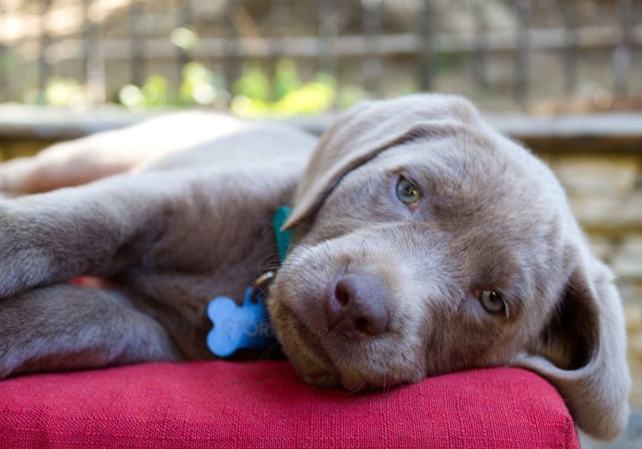 Close Up Silver Labrador Puppy Lying on Dog Bed