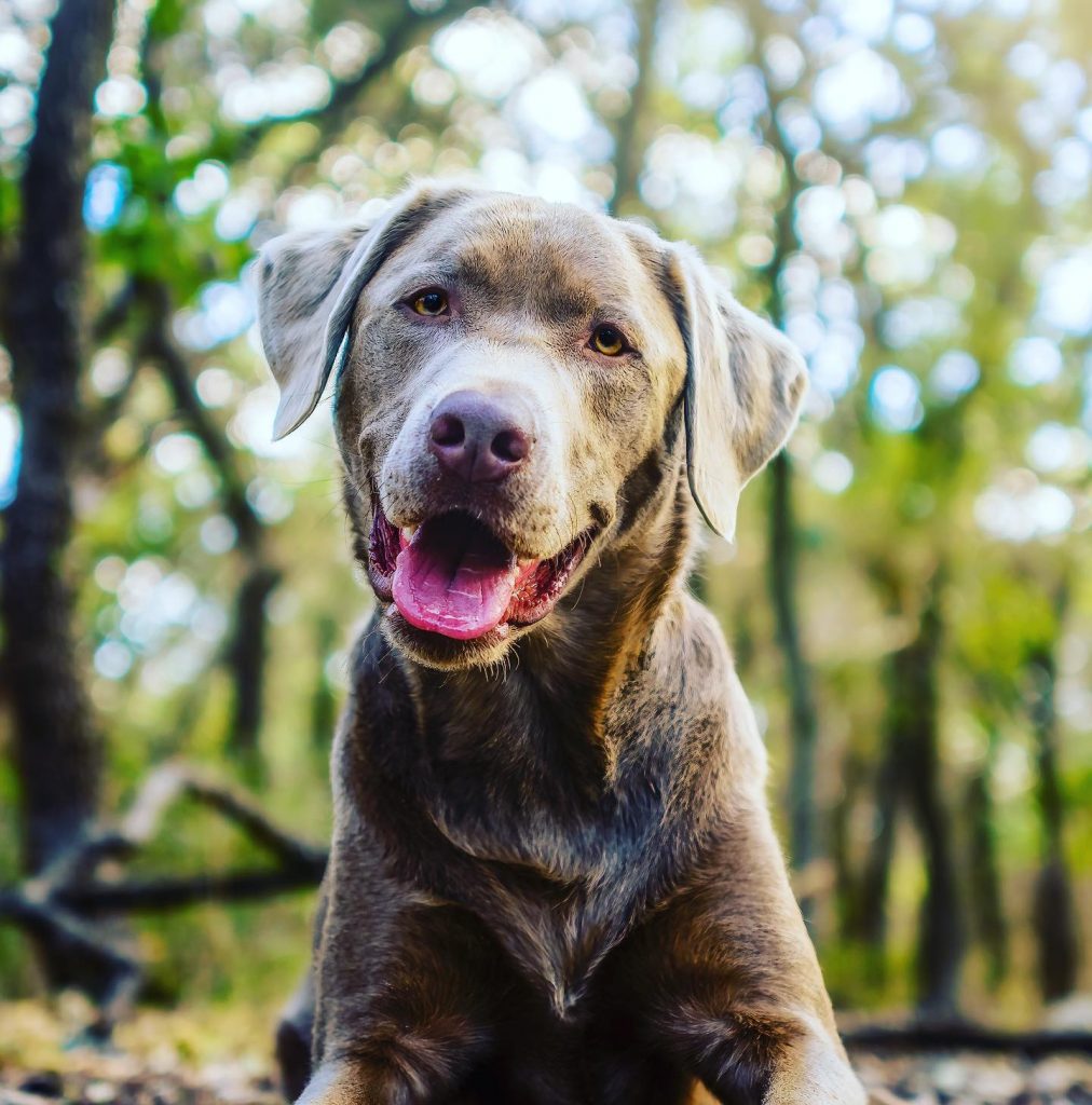 Close Up Silver Labrador Retriever Dog Smiling