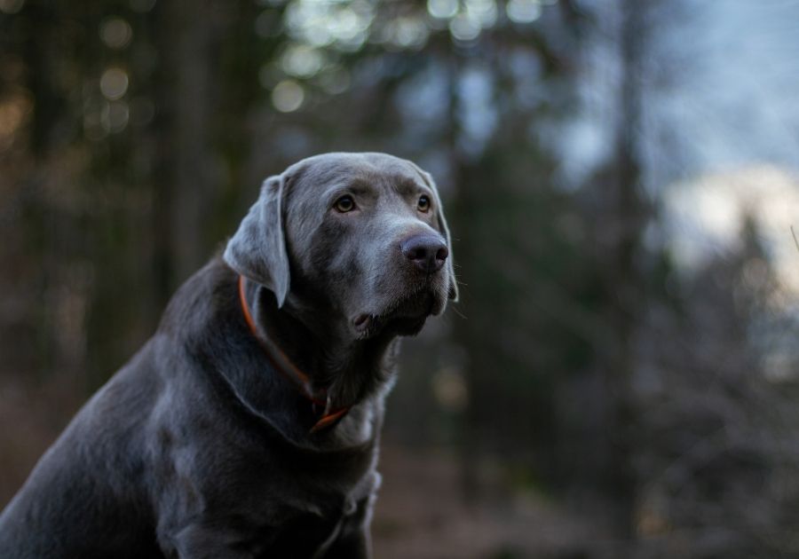 Close Up Silver Labrador Retriever Dog in Forest