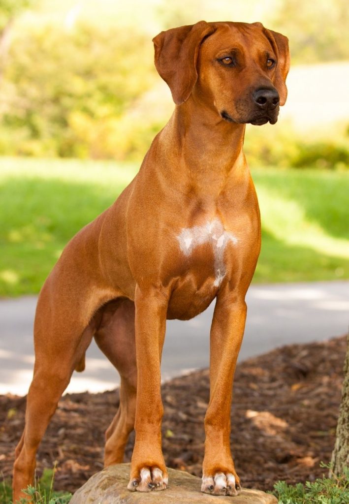 Close Up Sturdy African Lion Hound Standing on Outdoors