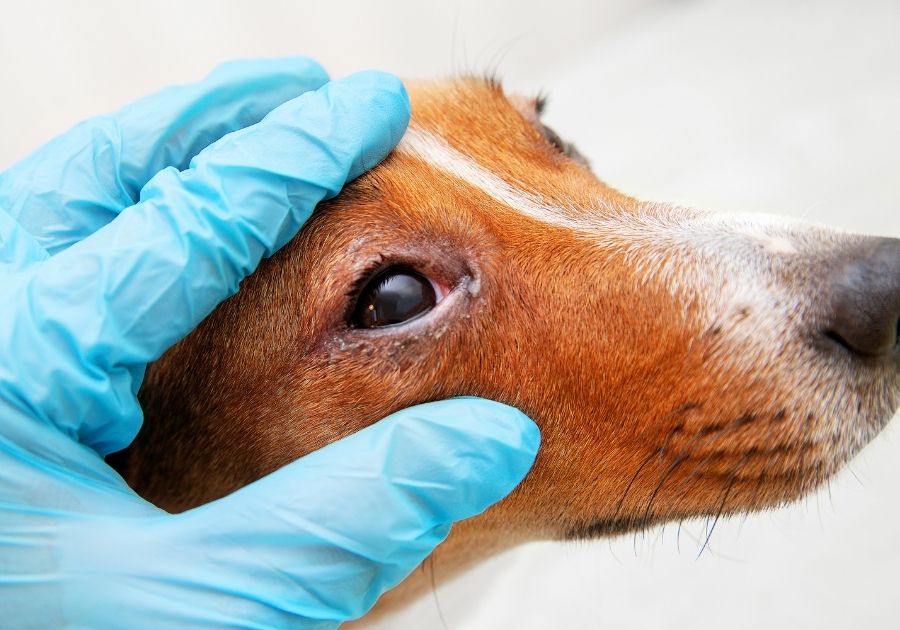 Close Up Veterinarian Examining Dog with Infected Crusty Eyes