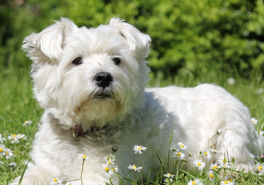 Close Up West Highland White Terrier Laying on Grass