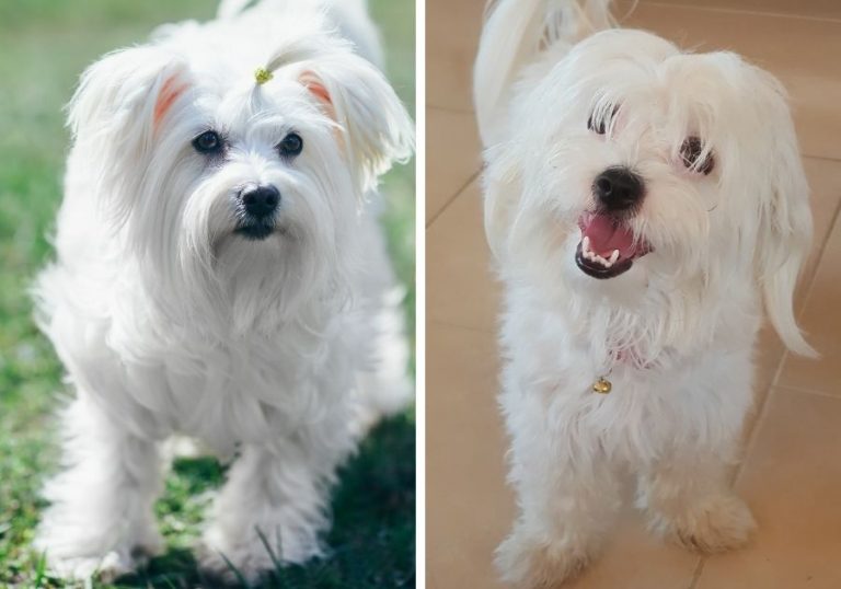 Coton de Tulear vs Maltese What's The Difference? Puplore