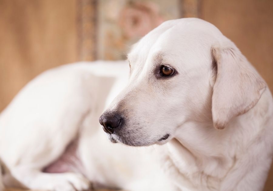 Close Up White Labrador Retriever Dog Lying Down