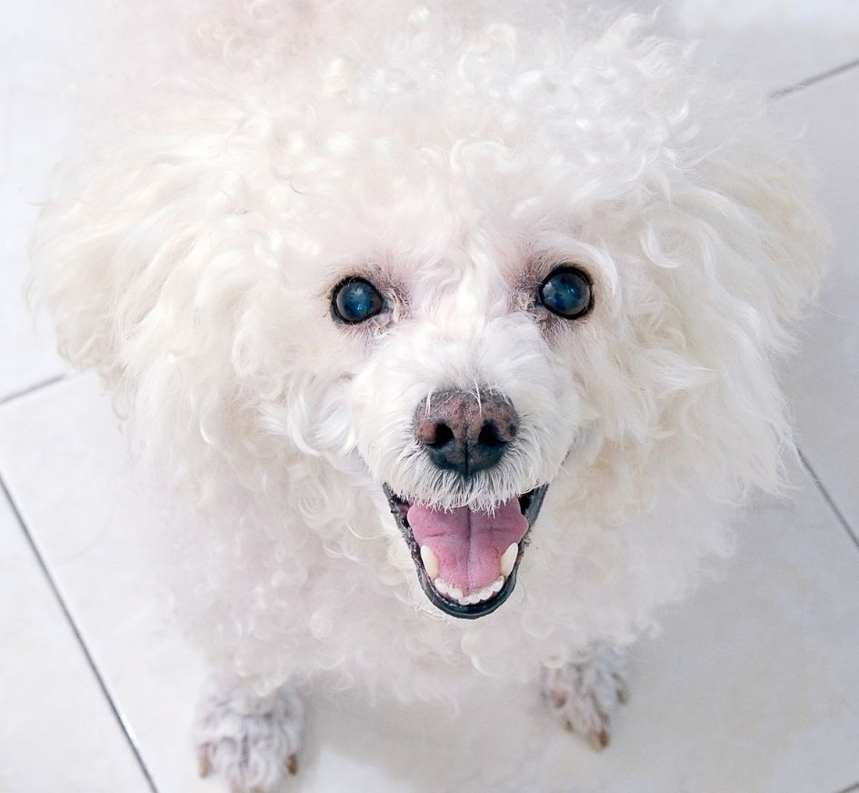 Close Up of White Poodle Toy Dog with Fur on White Floor Looking Up Smiling