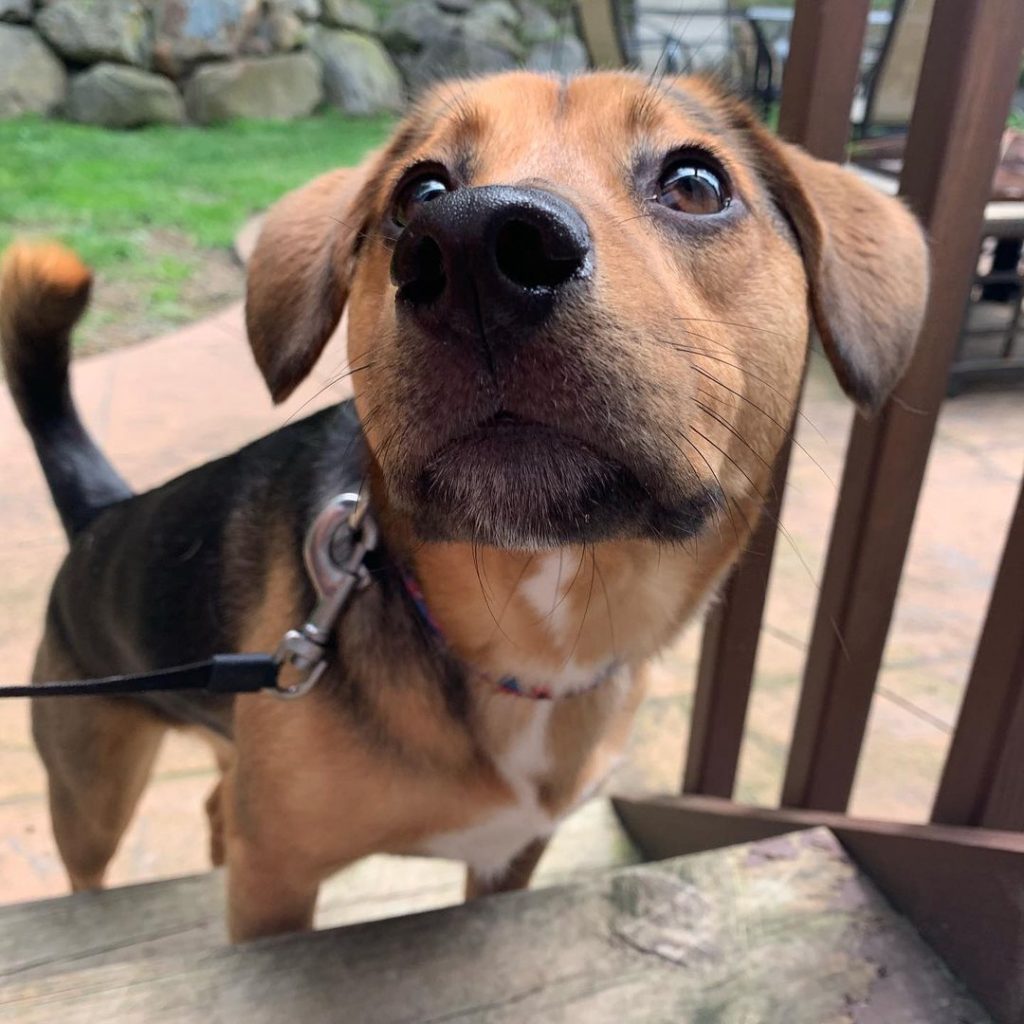 Close Up erman Shepherd Beagle Mix Puppy