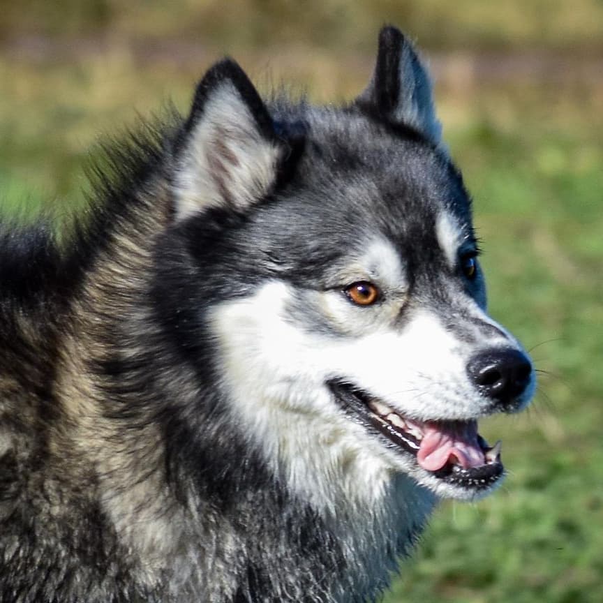 Close Up of Agouti Siberian Husky Dog Face with Mouth Open