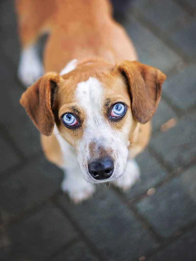 Close Up of Beagle and Husky Mix Dog Standing on Ground Looking Up