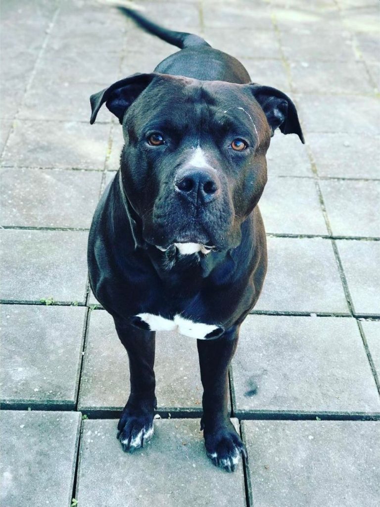 Close Up of Black Cane Corso Pitbull Mix Dog