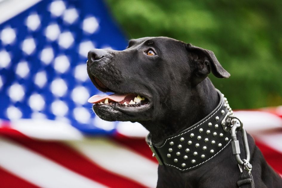 Close Up of Black Panther Pitbull in Front of American Flag
