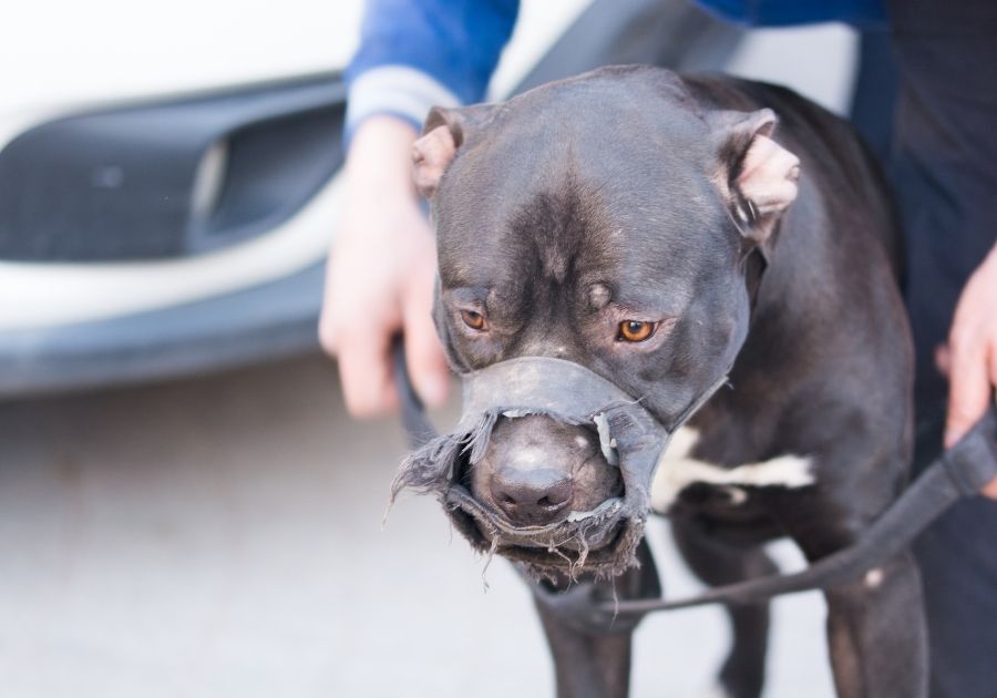 Close Up of Black Pit Bull Wearing Torn Mouth Guard
