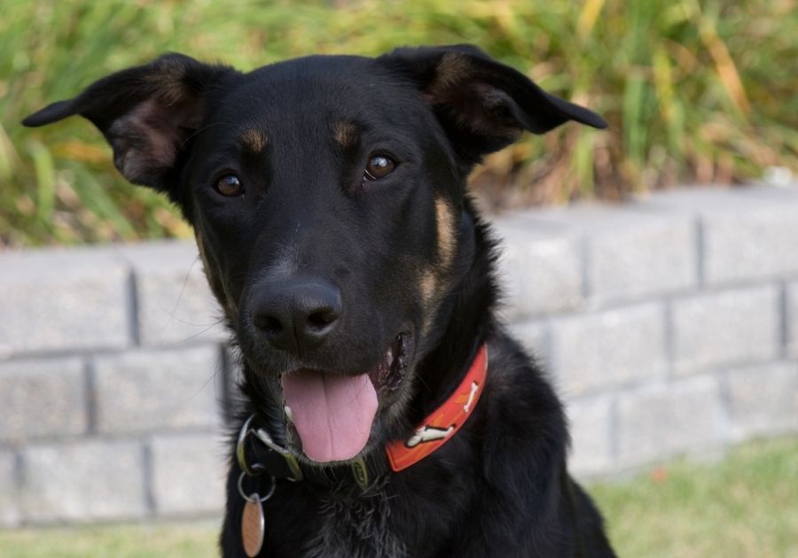 Close Up of Black and Tan German Shepherd Rottweiler Mix Dog