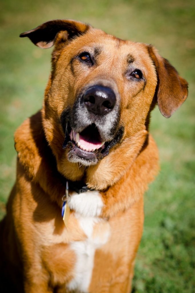 Close Up of Bloodhound Shepherd Mix Dog