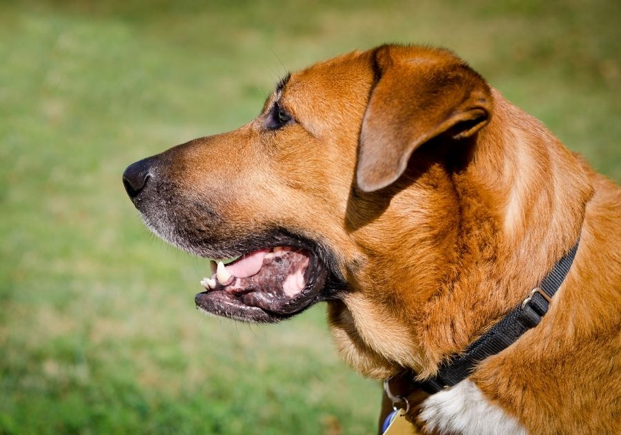 Close Up of Bloodhound Shepherd Mix Dog Face