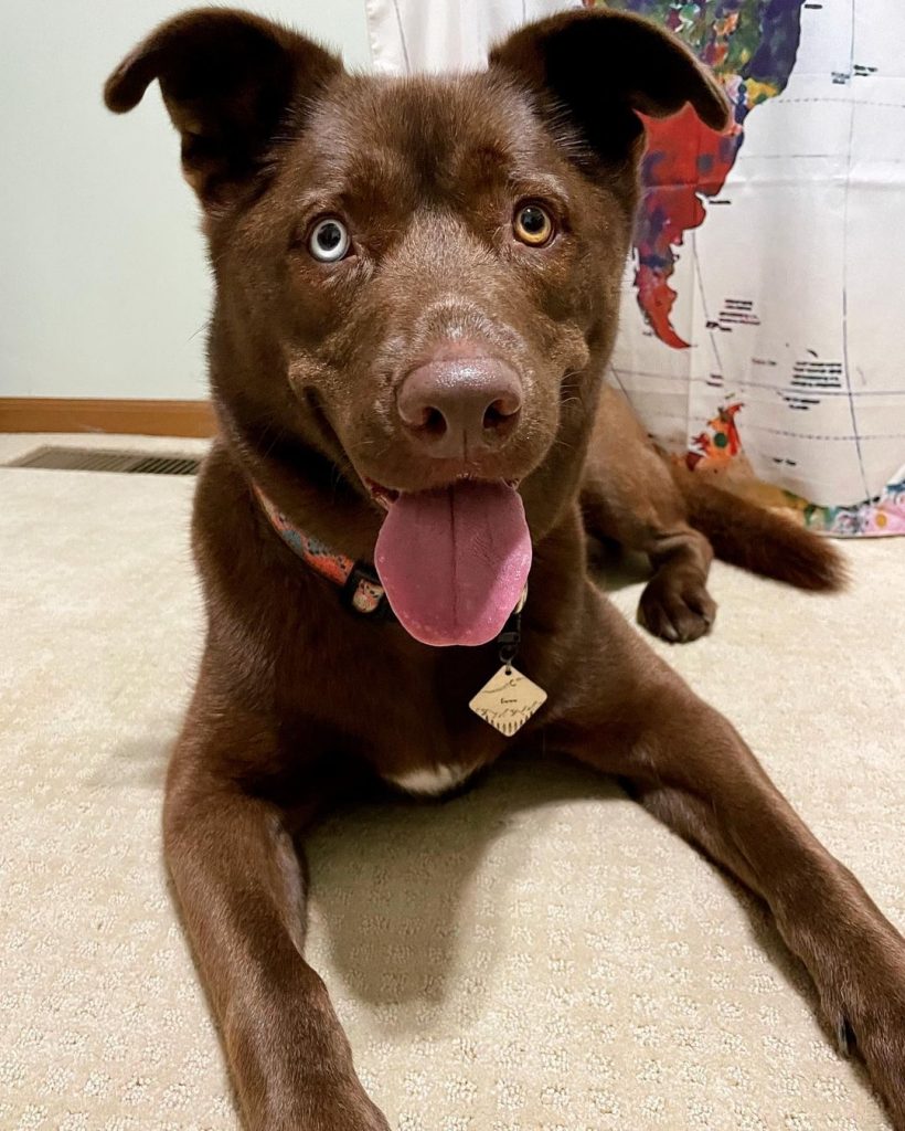 Close Up of Chocolate Lab and Husky Mix Pup