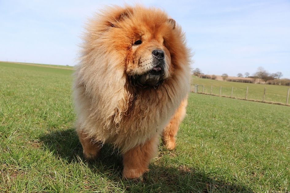 Close Up of Chow Chow Dog Standing on Grass