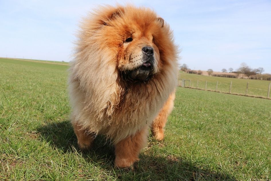 huge fluffy dog breeds