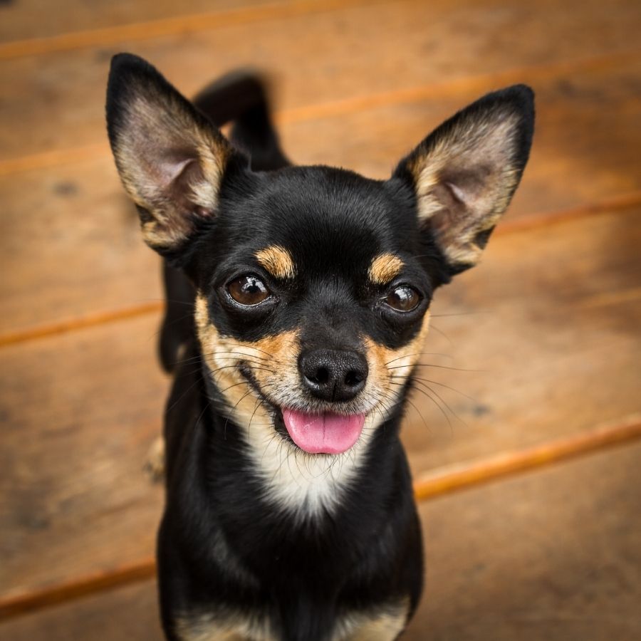 small black and tan dog