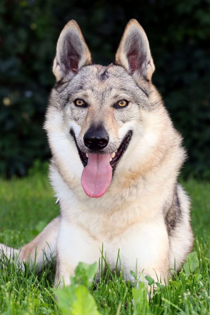 Close Up of Czechoslovakian Vlcak - Czechoslovakian Wolfdog Lying on Grass Panting