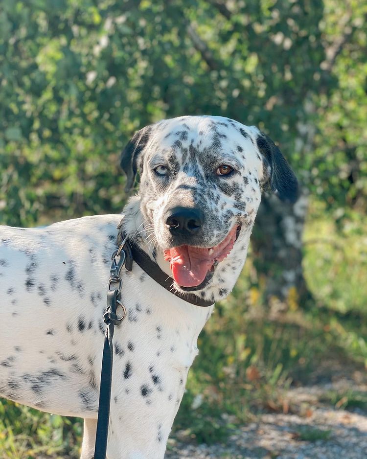 Close Up of Dalmatian Husky Hybrid Dog