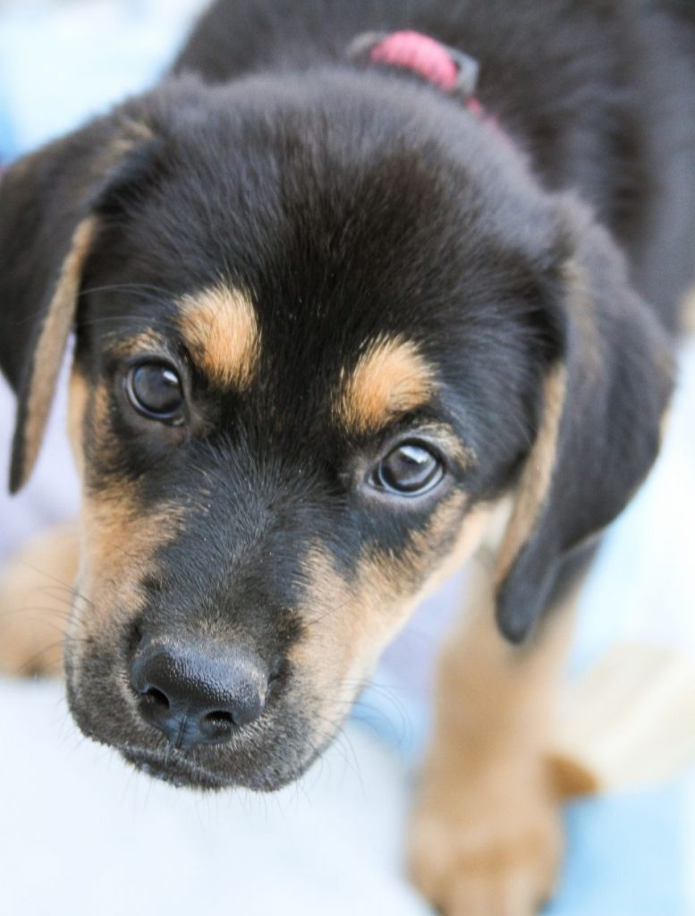 Close Up of Doberman Rottweiler Mix Puppy